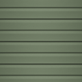 Lakeshore Fern